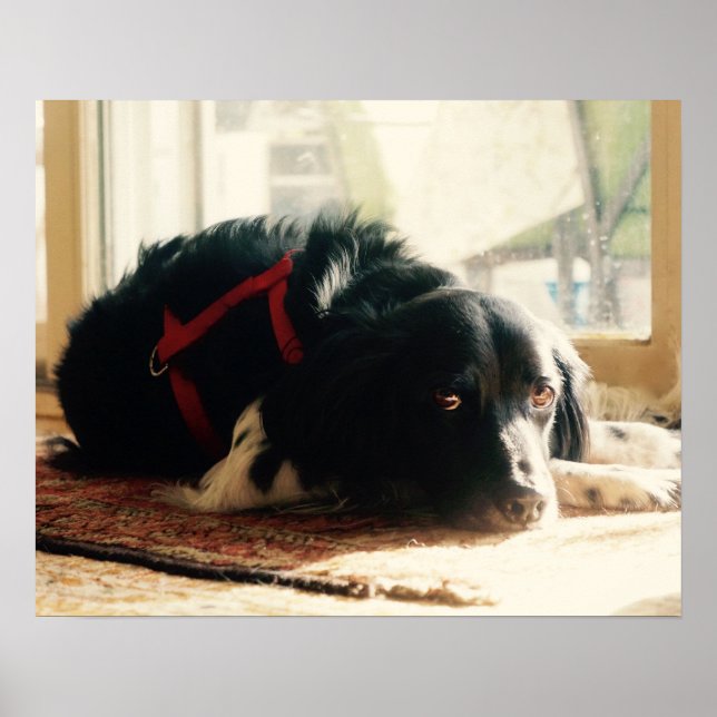 Brittany spaniel Dog Poster (Front)