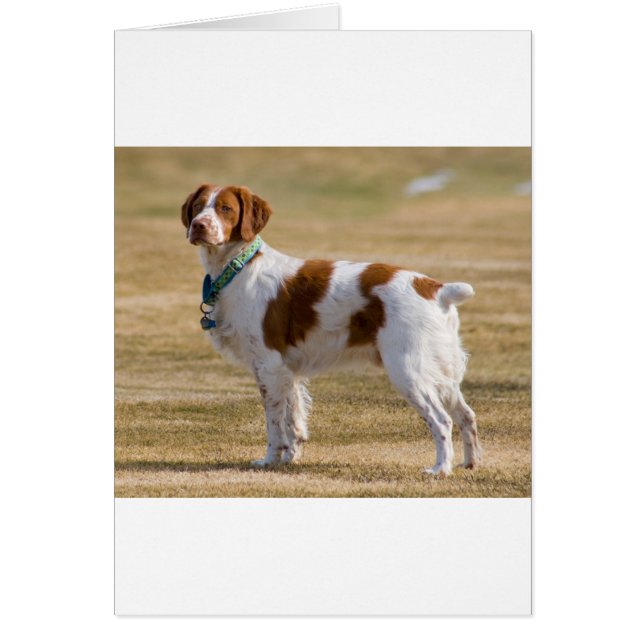 brittany-spaniel full.png (Front)