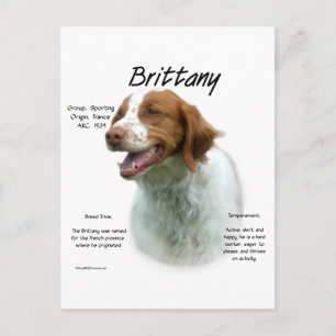 Brittany Spaniel History Postcard