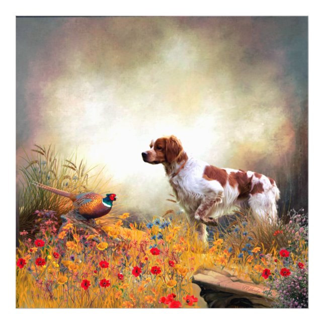 Brittany Spaniel, Hunting Pheasant   Photo Print (Front)