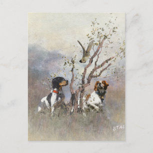 Brittany Spaniel Postcard