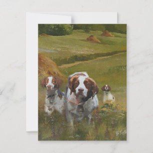 Brittany Spaniel  Postcard