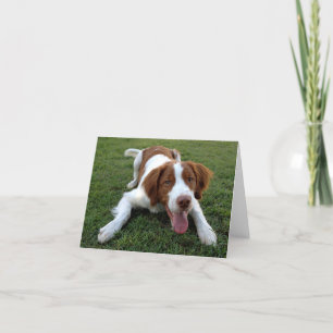Brittany Spaniel Puppy Dog Blank Note Card
