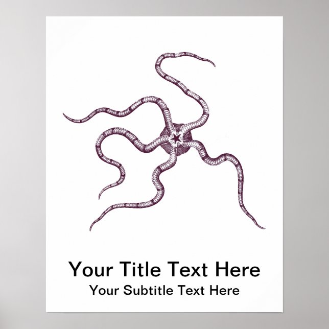 Brittle Star - Serpent Star - Marine Biology Poster (Front)