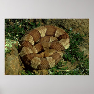 broad-banded copperhead poster print