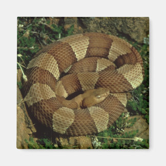 broad-banded copperhead snake fridge magnet