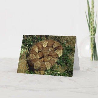 broad-banded copperhead snake greeting card