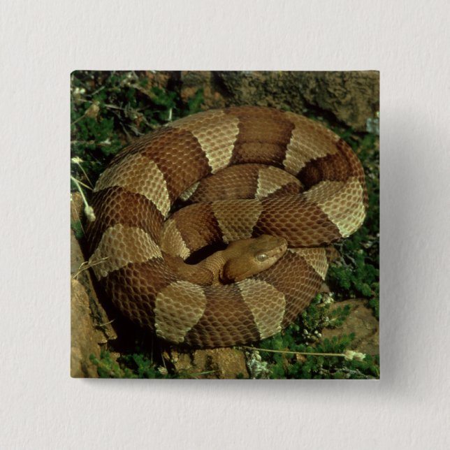 broad-banded copperhead snake pinback button (Front)