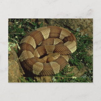 broad-banded copperhead snake postcard