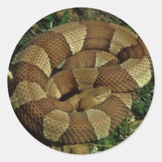 broad-banded copperhead snake stickers