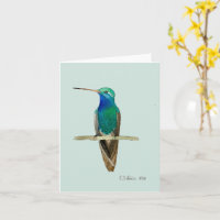 Broad-billed Hummingbird