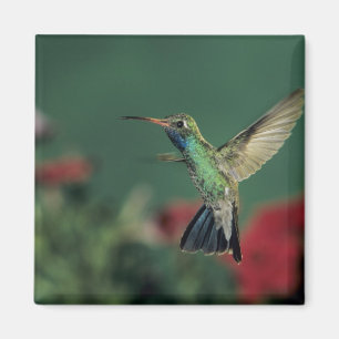 Broad-billed Hummingbird, Cynanthus Magnet