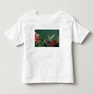 Broad-billed Hummingbird, Cynanthus Toddler T-Shirt
