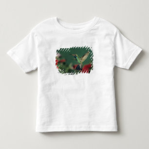 Broad-billed Hummingbird, Cynanthus Toddler T-Shirt