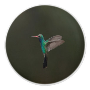 Broad-Billed Hummingbird in flight Ceramic Knob