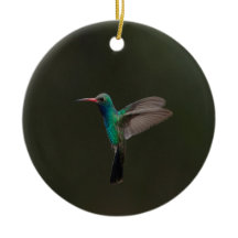Broad-billed hummingbird in flight 