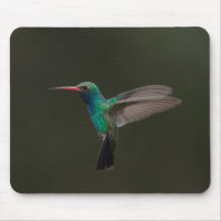 Broad-billed hummingbird in flight