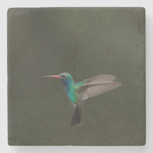 Broad-billed hummingbird in flight stone coaster