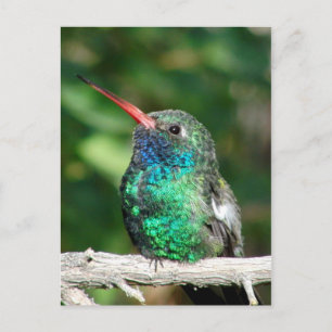 Broad-billed Hummingbird Postcard