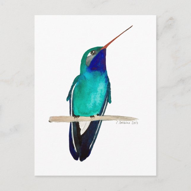 Broad-billed Hummingbird Postcard (Front)