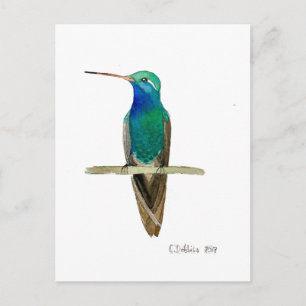 Broad-billed Hummingbird Postcard