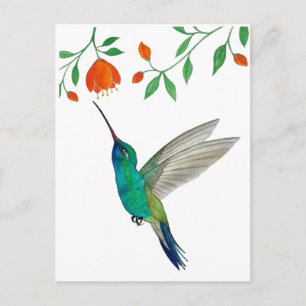 Broad-billed Hummingbird Postcard