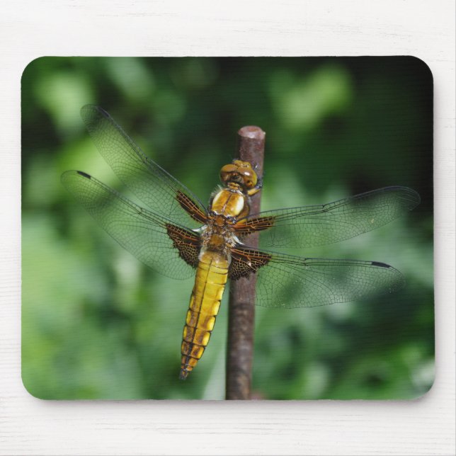 Broad-bodied Chaser Mouse Pad (Front)