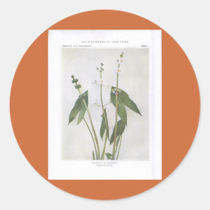 Broad-Leaved Arrowhead - Sagittaria latifolia Classic Round Sticker