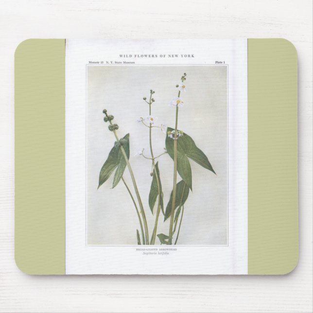 Broad-Leaved Arrowhead - Sagittaria latifolia Mouse Pad (Front)