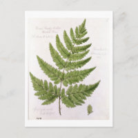 Broad Prickly-toothed Buckler Fern, painted at Bra