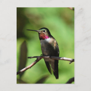 Broad-tailed Hummingbird Postcard
