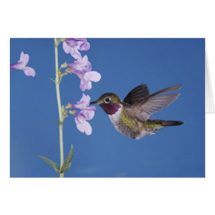 Broad-tailed Hummingbird, Selasphorus