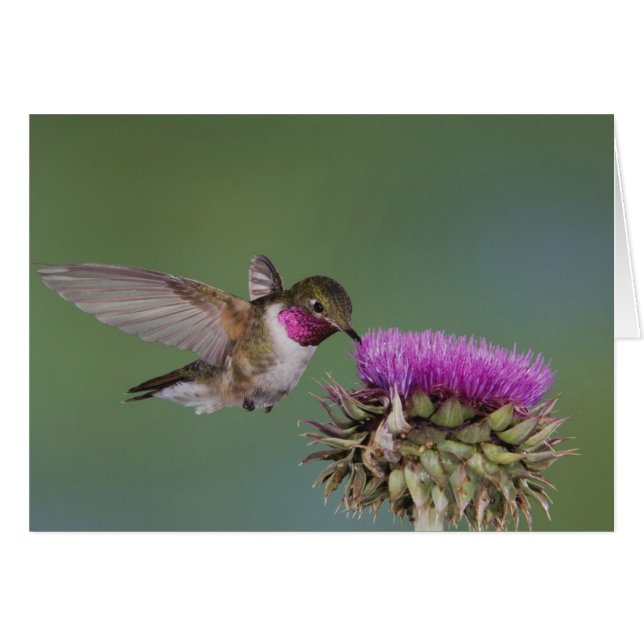 Broad-tailed Hummingbird, Selasphorus (Front Horizontal)
