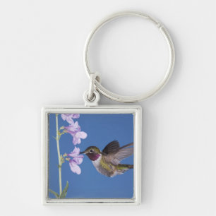 Broad-tailed Hummingbird, Selasphorus Key Ring