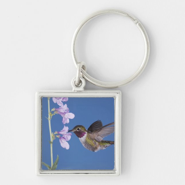 Broad-tailed Hummingbird, Selasphorus Key Ring (Front)