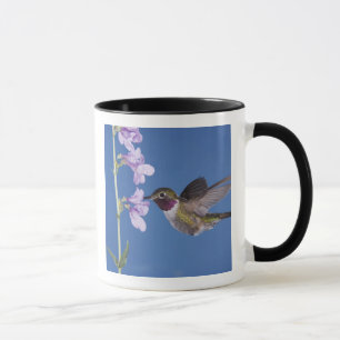 Broad-tailed Hummingbird, Selasphorus Mug