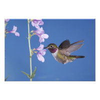 Broad-tailed Hummingbird, Selasphorus