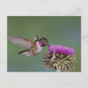 Broad-tailed Hummingbird, Selasphorus Postcard