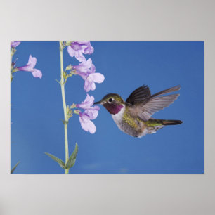 Broad-tailed Hummingbird, Selasphorus Poster