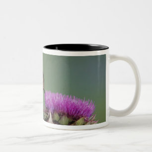 Broad-tailed Hummingbird, Selasphorus Two-Tone Coffee Mug