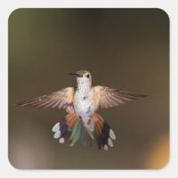 Broad-Tailed Hummingbird showing off