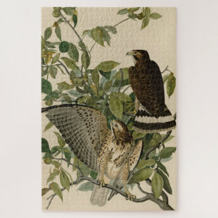 Broad-winged Hawk from Audubon's Birds of America Jigsaw Puzzle
