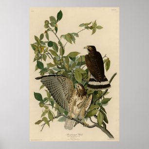 Broad-winged Hawk from Audubon's Birds of America Poster