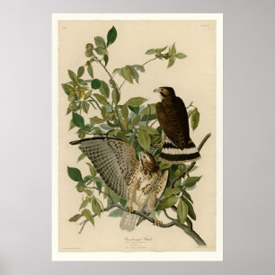 Broad-winged Hawk Poster