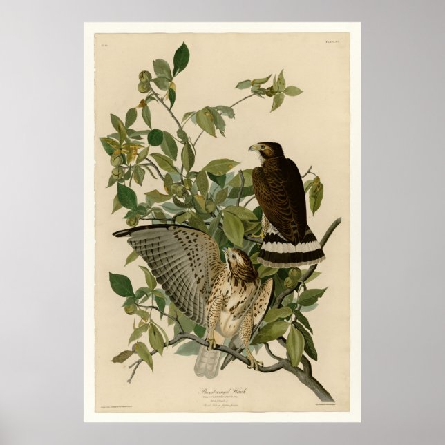 Broad-winged Hawk Poster (Front)