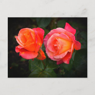 Broadway Rose #1 Postcard