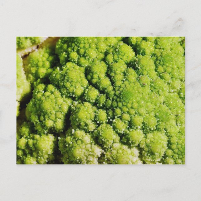 Brocco Flower Vegetable Postcard (Front)