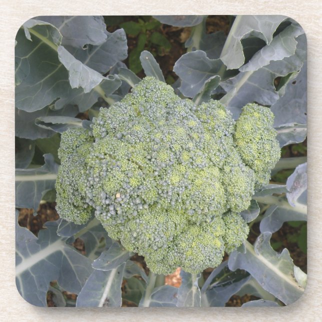 Broccoli Cork Coaster (Front)