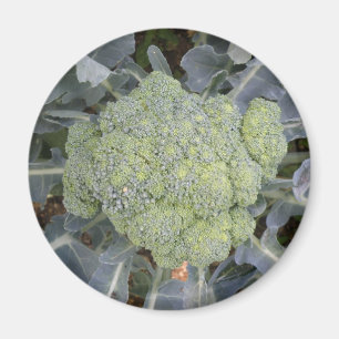 Broccoli Magnet