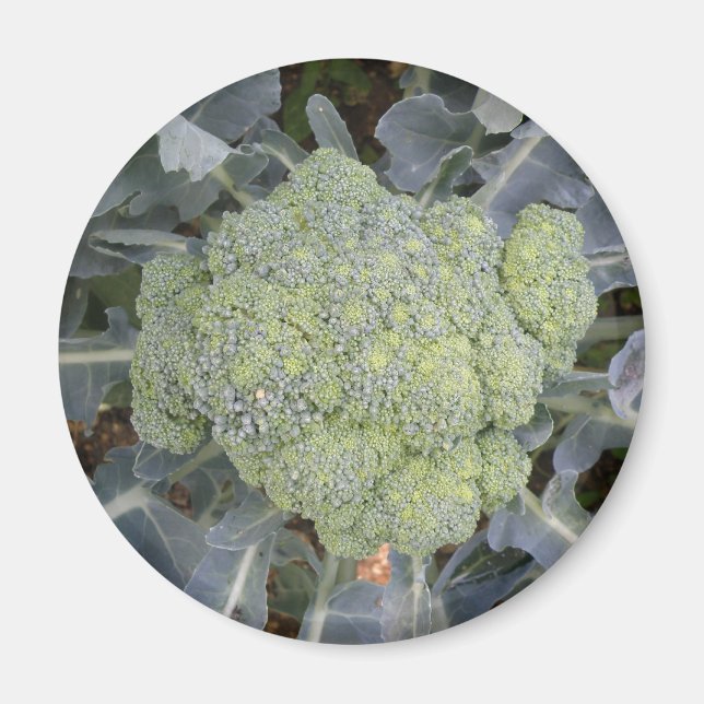 Broccoli Magnet (Front)